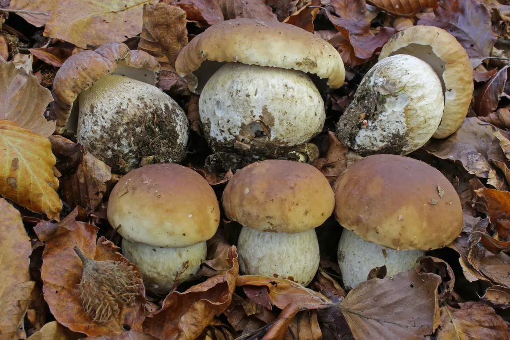 Borowik szlachetny (Boletus edulis) - zdjęcie grzyba w naturalnym otoczeniu