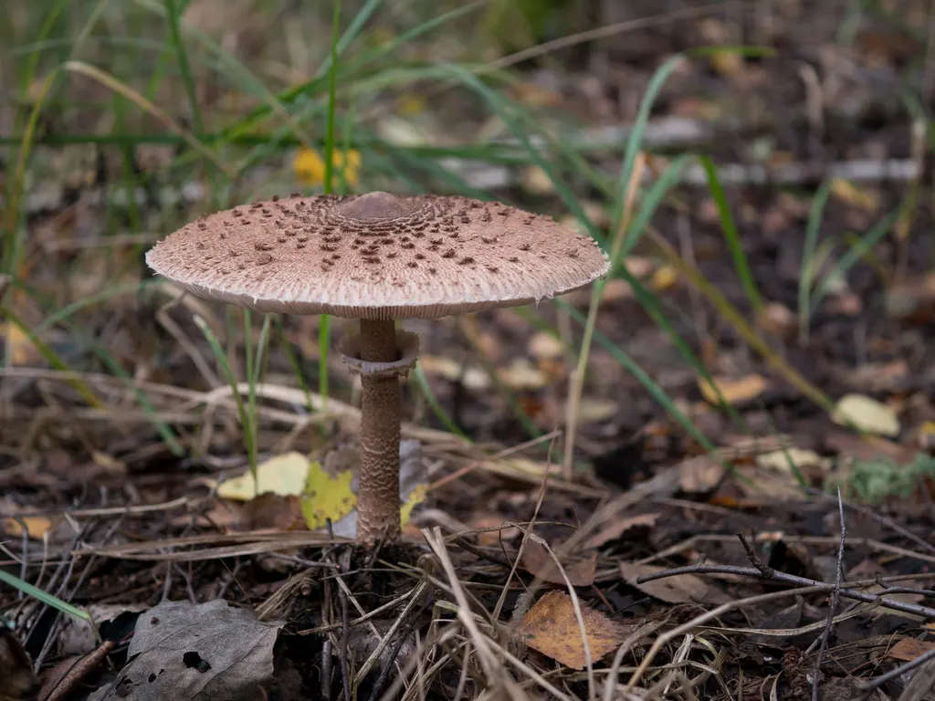 Czubajka kania (Macrolepiota procera) - zdjęcie grzyba w naturalnym otoczeniu
