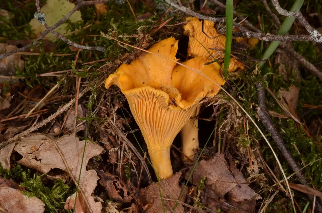 Kurka (Cantharellus cibarius) - zdjęcie grzyba w naturalnym otoczeniu