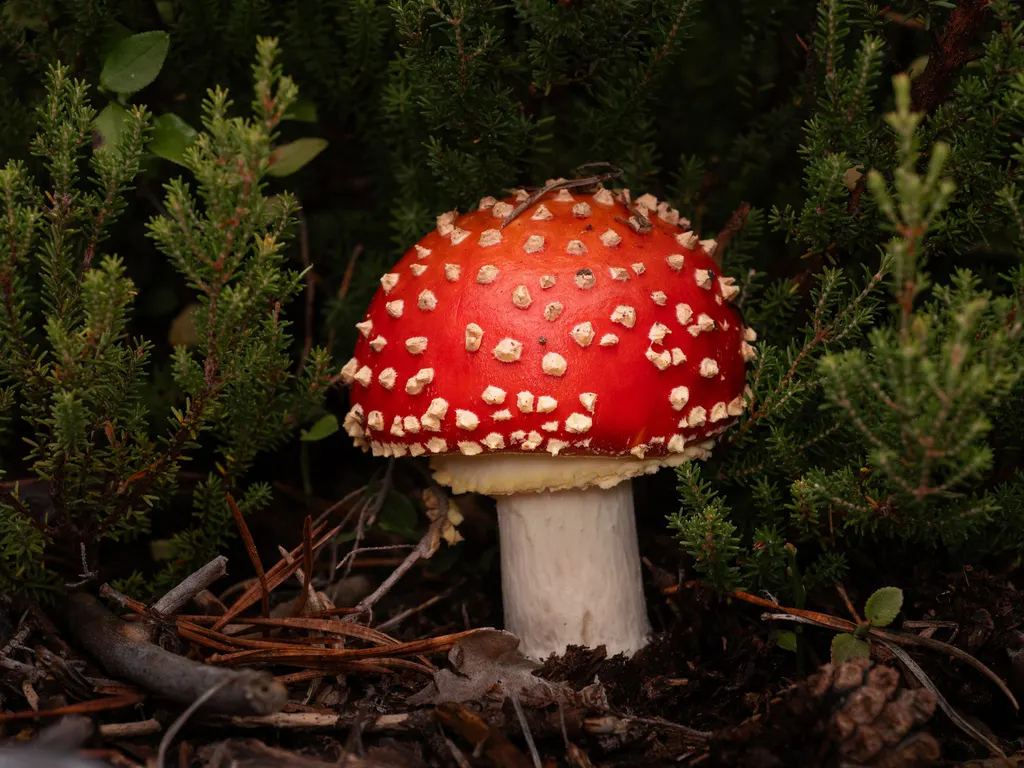 Muchomor czerwony (Amanita muscaria) - zdjęcie grzyba w naturalnym otoczeniu