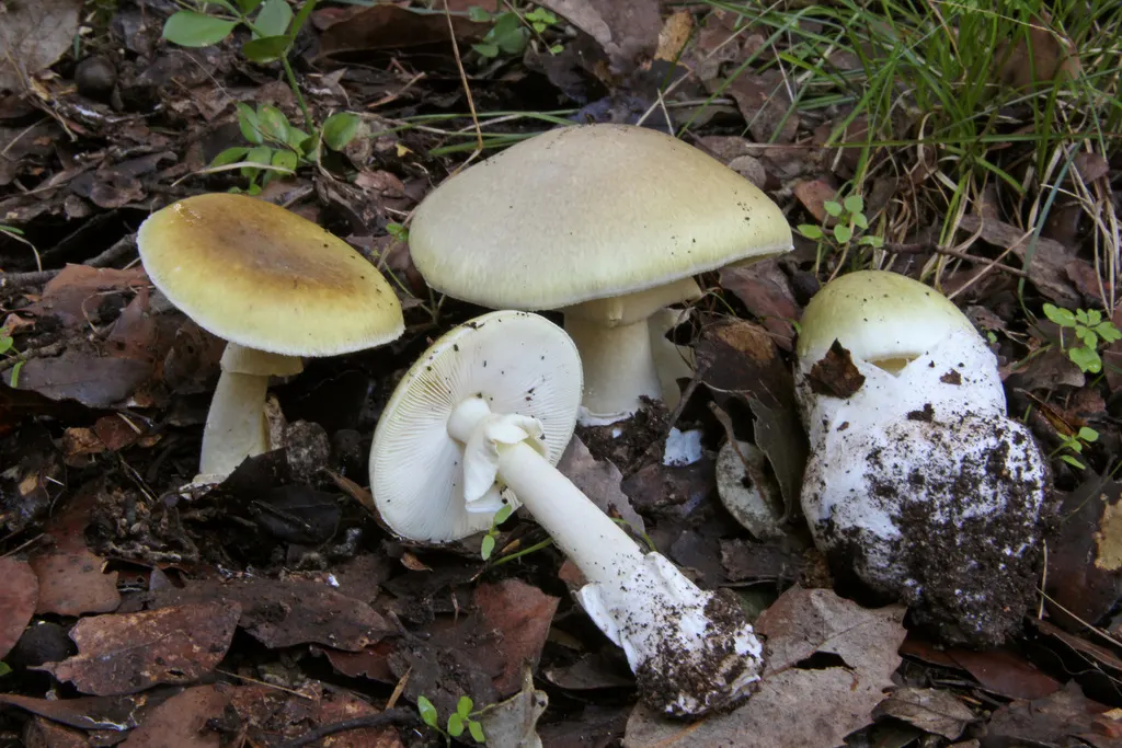Muchomor sromotnikowy (Amanita phalloides) - zdjęcie grzyba w naturalnym otoczeniu